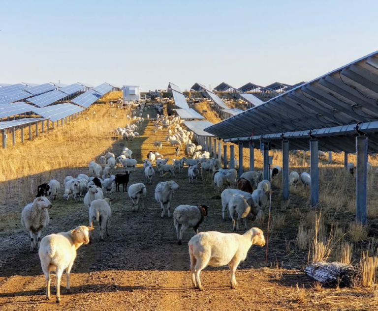 放牧動物改善了公共事業規模太陽能發電廠下土壤品質與固碳量